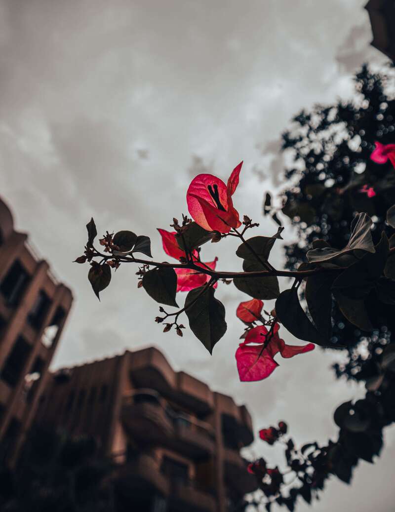 Bougainvillea Flower