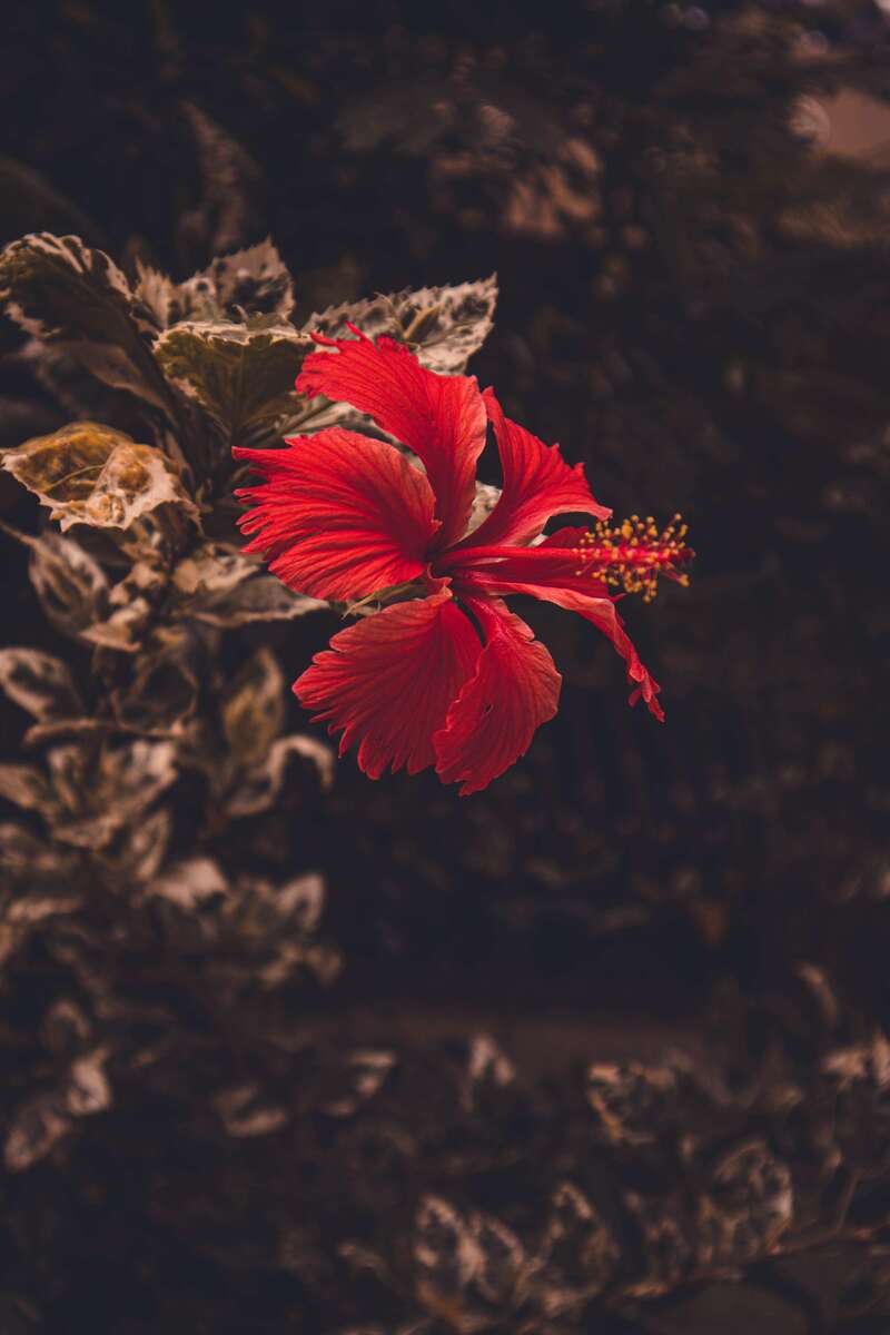 Hibiscus Flower